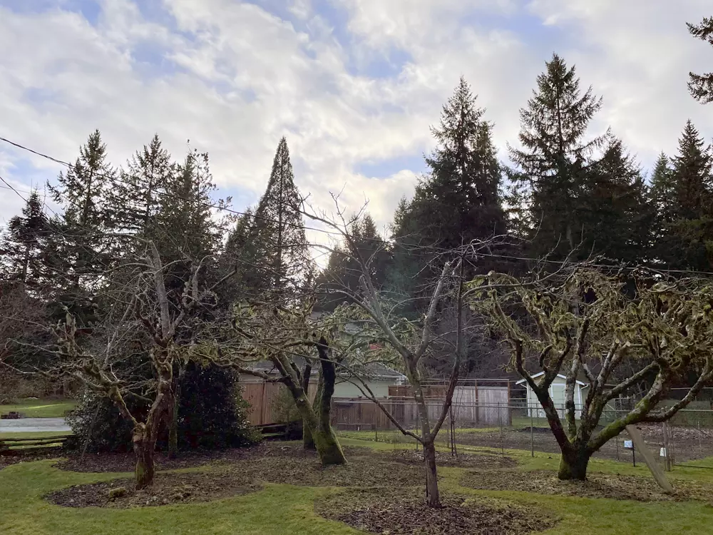 Native Habitat Pruning: Healthy pruned trees after Apex Landscape Solutions