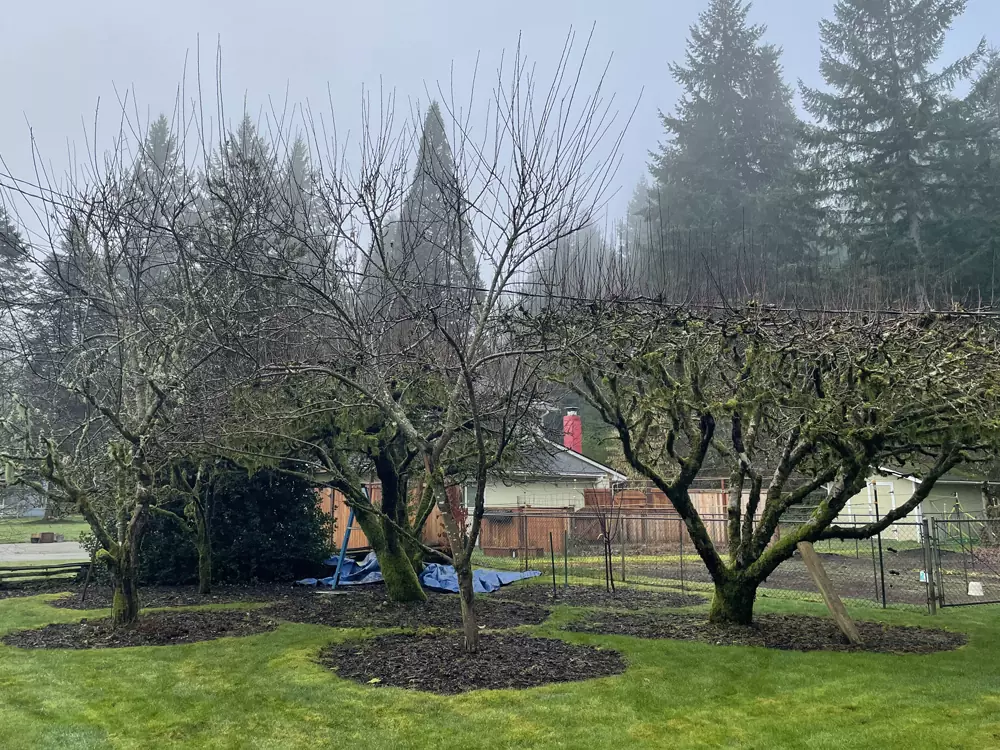 Native Habitat Pruning: Pruning services before Apex Landscape Solutions